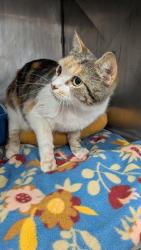 Shelter Stray Female Cat last seen New Bern, NC 28562, New Bern, NC 28562