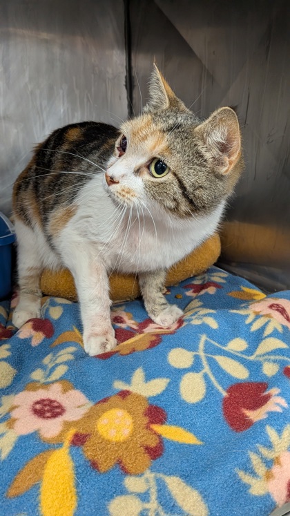 Shelter Stray Female Cat last seen New Bern, NC 28562, New Bern, NC 28562