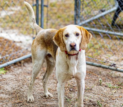 Shelter Stray Male Dog last seen Moncks Corner, SC 29461, North Charleston, SC 29406