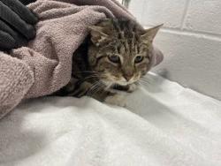 Shelter Stray Female Cat last seen Near Cherry Blossom Way, 21201, MD, Baltimore, MD 21230
