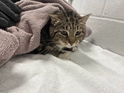 Shelter Stray Female Cat last seen Near Cherry Blossom Way, 21201, MD, Baltimore, MD 21230