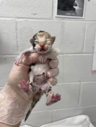 Shelter Stray Female Cat last seen Near Cherry Blossom Way, 21201, MD, Baltimore, MD 21230