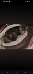 Lost Female Cat last seen 66th street, Tulsa, OK 74130