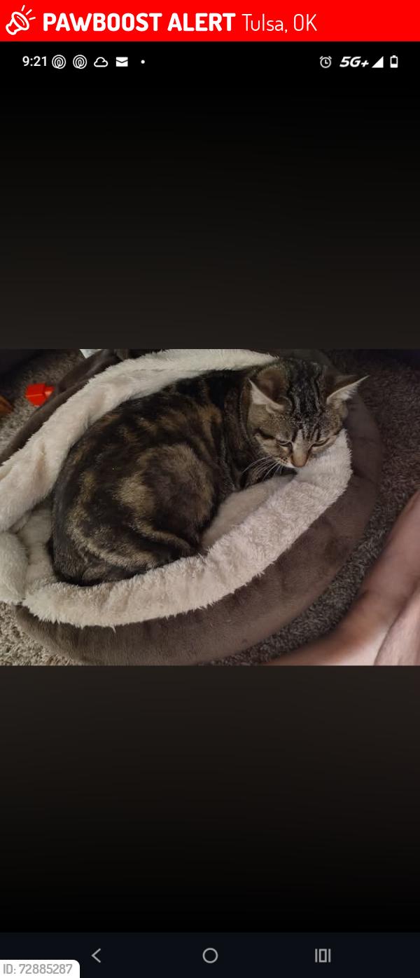Lost Female Cat last seen 66th street, Tulsa, OK 74130