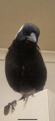 Lost Unknown Bird last seen Being kept at one of the hses behind the park, St Kilda, VIC 3182