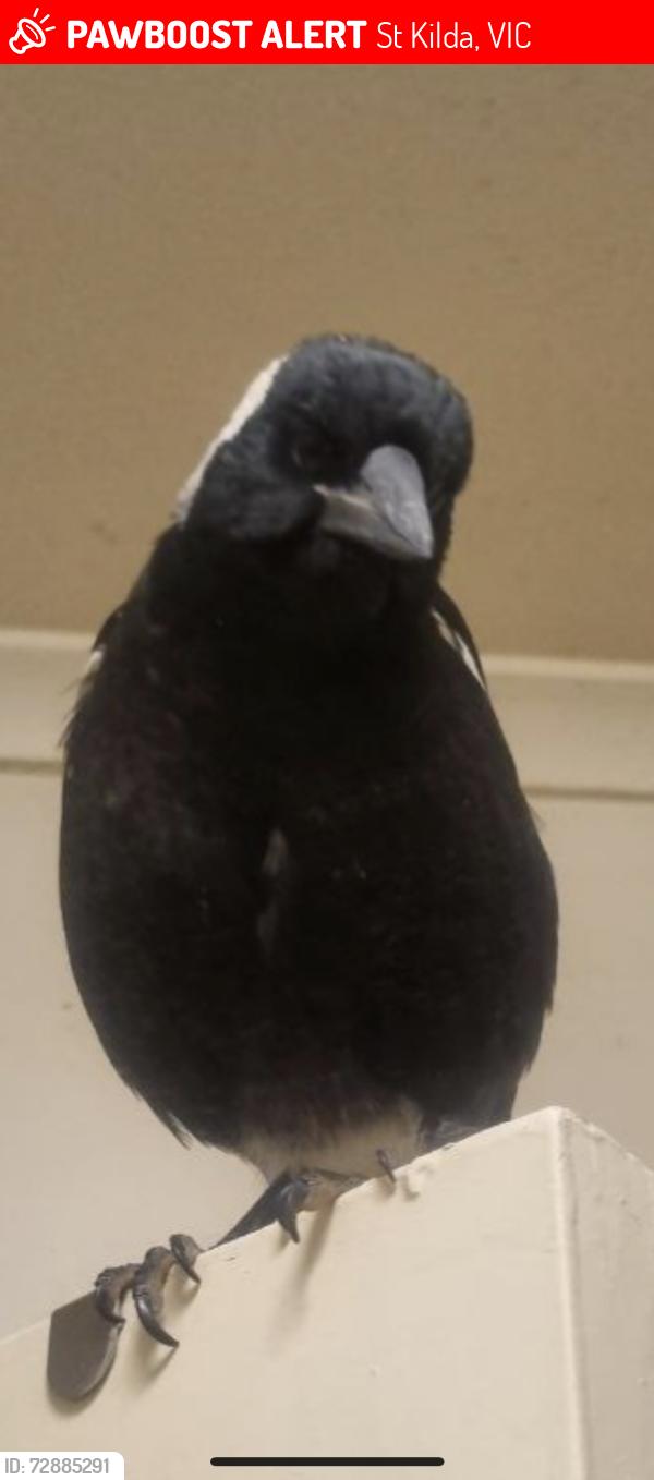 Lost Unknown Bird last seen Being kept at one of the hses behind the park, St Kilda, VIC 3182