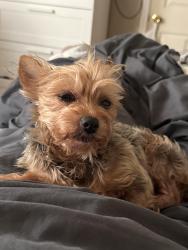 Reunited Female Dog last seen A Street, Antioch, CA 94509