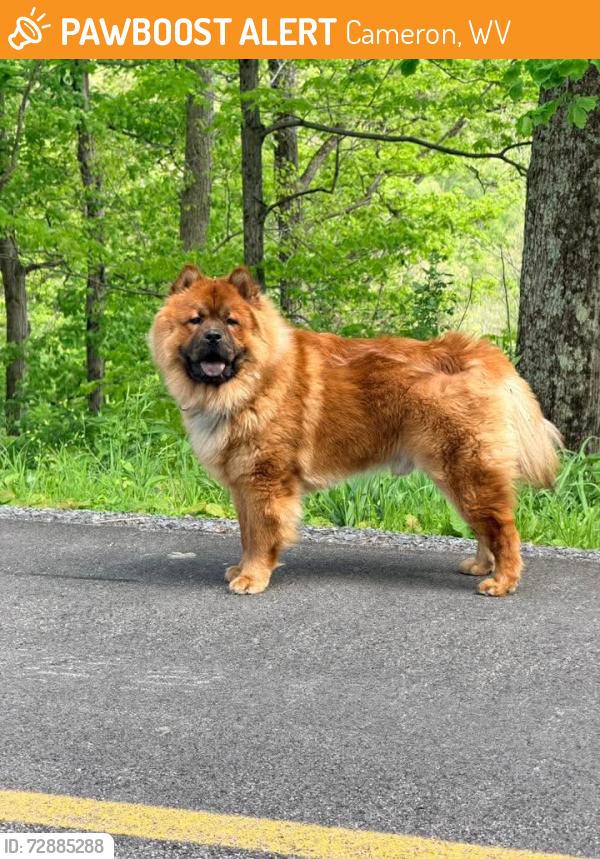 Found/Stray Unknown Dog last seen Cameron Wv, Cameron, WV 26033