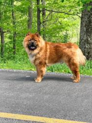 Found/Stray Unknown Dog last seen Cameron Wv, Cameron, WV 26033