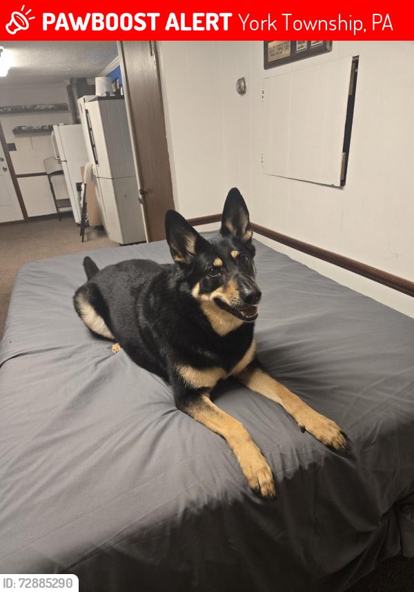 Lost Female Dog last seen York pa , York Township, PA 17356