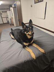 Lost Female Dog last seen York pa , York Township, PA 17356