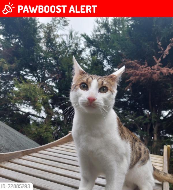 Lost Male Cat last seen Cobden park, Portsmouth, England PO3 6LL