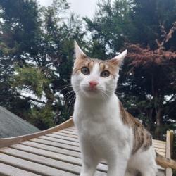 Lost Male Cat last seen Cobden park, Portsmouth, England PO3 6LL