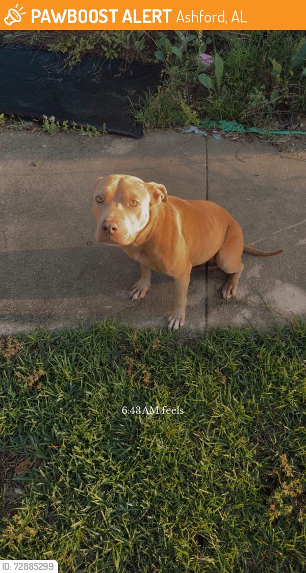 Found/Stray Female Dog last seen Lovetown Fire Department , Ashford, AL 36312