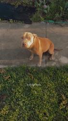 Found/Stray Female Dog last seen Lovetown Fire Department , Ashford, AL 36312