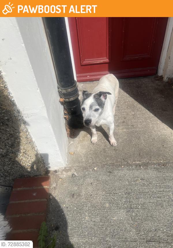 Found/Stray Male Dog last seen Woodland Hill, Greater London, England SE19