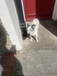 Found/Stray Male Dog last seen Woodland Hill, Greater London, England SE19