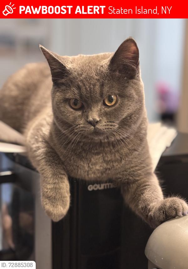 Lost Male Cat last seen Olympia Blvd, greeley ave, Staten Island, NY 10306