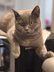 Lost Male Cat last seen Olympia Blvd, greeley ave, Staten Island, NY 10306