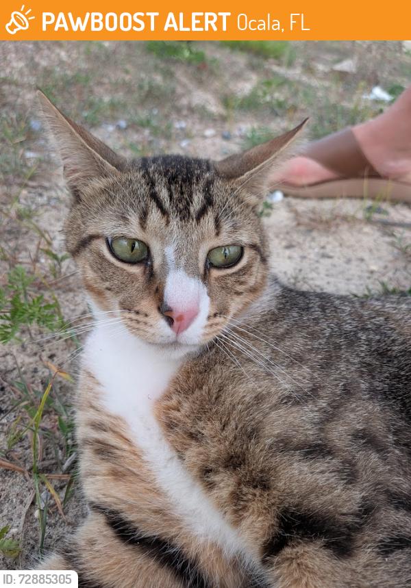 Found/Stray Male Cat last seen SW 42nd Ave Near Hammett Bowen School, Ocala, FL 34476