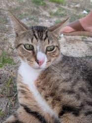 Found/Stray Male Cat last seen SW 42nd Ave Near Hammett Bowen School, Ocala, FL 34476
