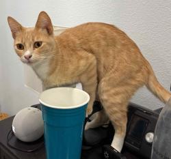 Lost Male Cat last seen Sunnymead Ranch Pkwy and Pigeon Pass Rd, Moreno Valley, CA 92557