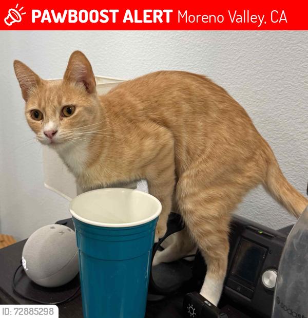 Lost Male Cat last seen Sunnymead Ranch Pkwy and Pigeon Pass Rd, Moreno Valley, CA 92557