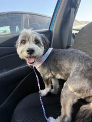 Reunited Male Dog last seen My husband just chased this dog down on Skye Canyon Park Dr and North Skye Village Rd. , Las Vegas, NV 89143