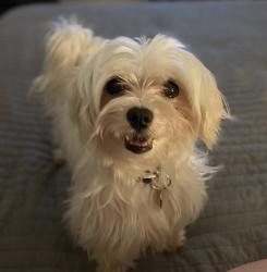 Reunited Male Dog last seen Sunrise ave and Lineberry , Asheboro, NC 27203
