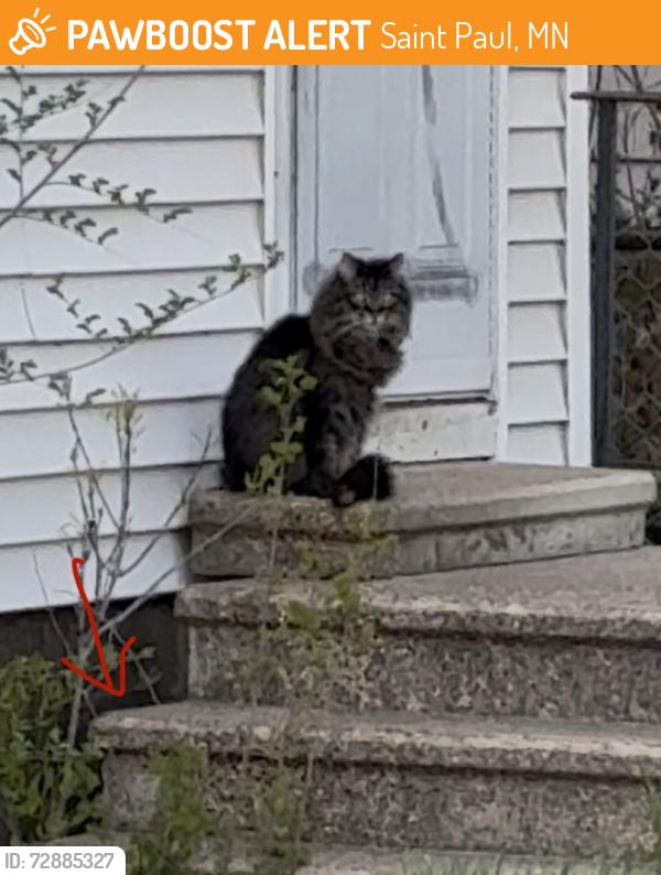Found/Stray Unknown Cat last seen Sylvan street and Jessamine East ave, Saint Paul, MN 55117