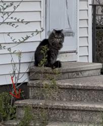 Found/Stray Unknown Cat last seen Sylvan street and Jessamine East ave, Saint Paul, MN 55117