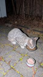 Found/Stray Female Cat last seen Père Marquette/ Beaubien/Fabre , Montréal, QC H2G 2Z1