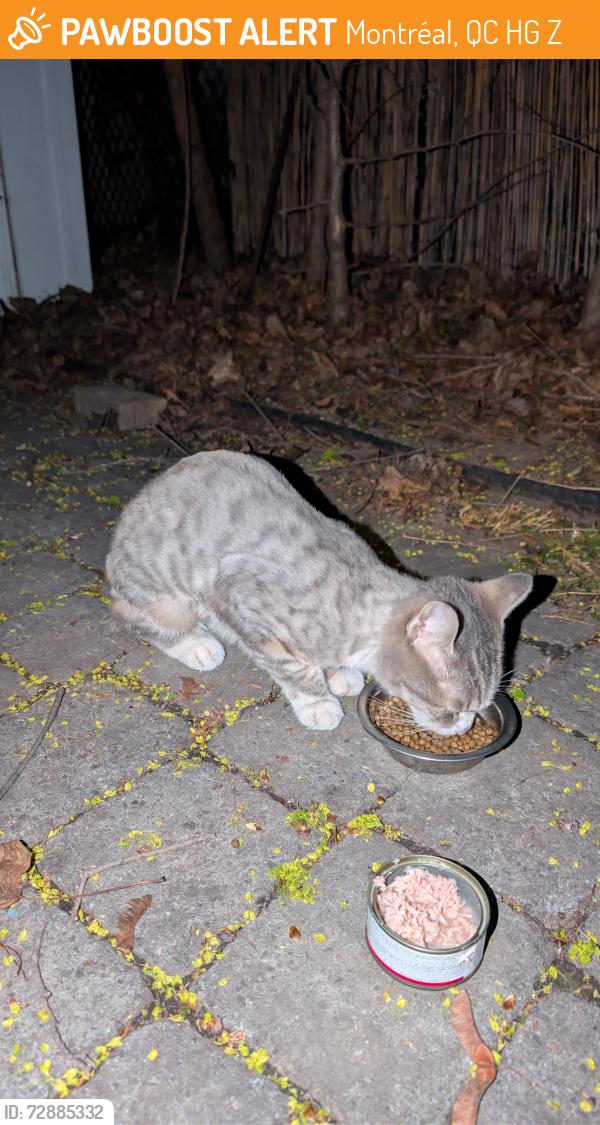 Found/Stray Female Cat last seen Père Marquette/ Beaubien/Fabre , Montréal, QC H2G 2Z1