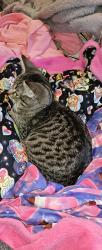 Lost Female Cat last seen 3rd Ave ne near the dr office in conover , Conover, NC 28613