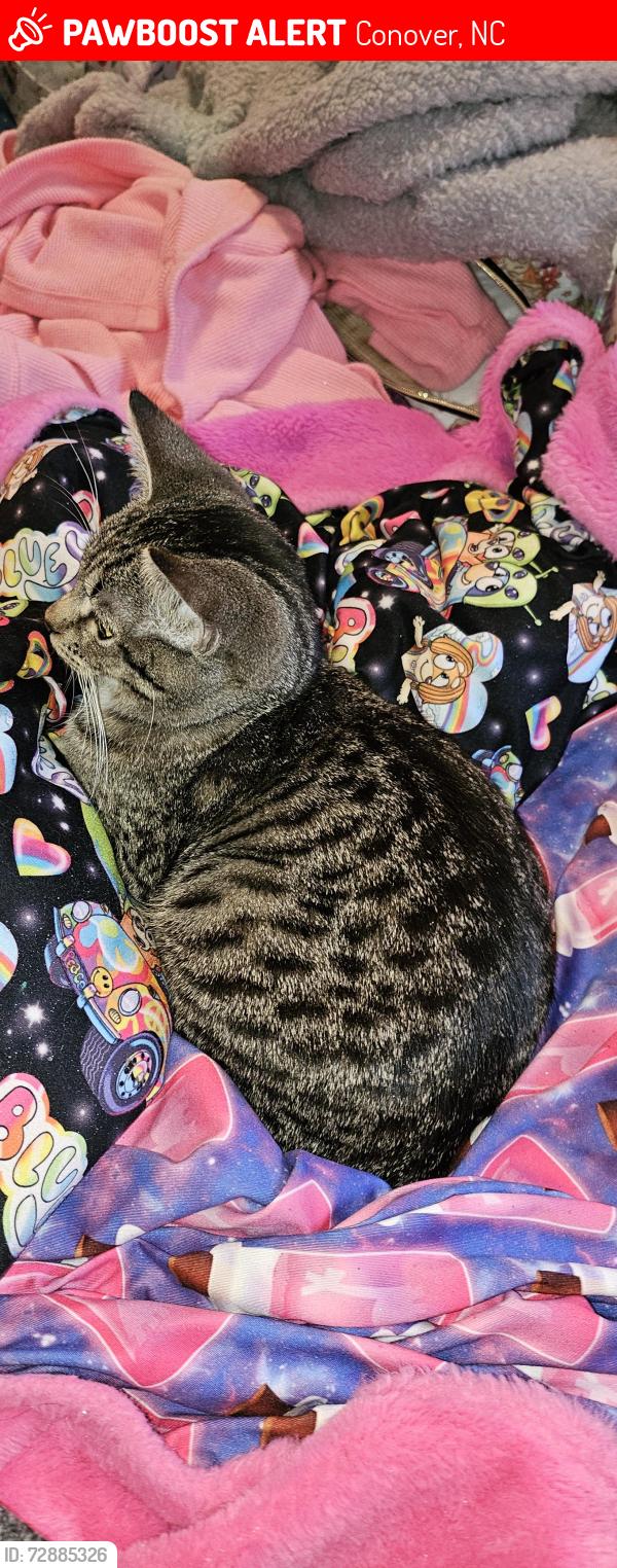 Lost Female Cat last seen 3rd Ave ne near the dr office in conover , Conover, NC 28613