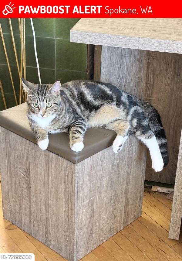 Lost Male Cat last seen Cannon and Pacific, Spokane, WA 99201