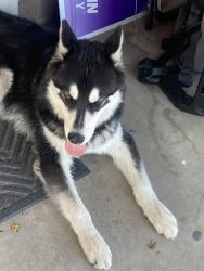 Found/Stray Unknown Dog last seen Near Ave Adams , Phoenix, AZ 85009
