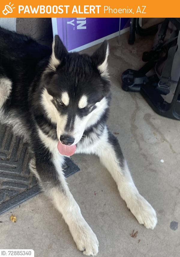 Found/Stray Unknown Dog last seen Near Ave Adams , Phoenix, AZ 85009