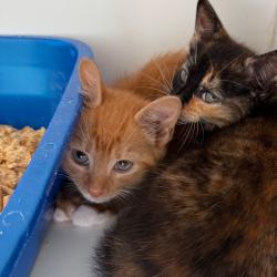 Shelter Stray Male Cat last seen , Port Richey, FL 34653