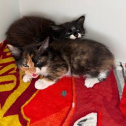 Shelter Stray Female Cat last seen , Port Richey, FL 34653