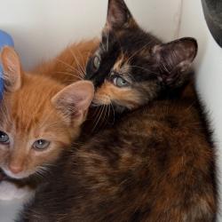 Shelter Stray Female Cat last seen , Port Richey, FL 34653