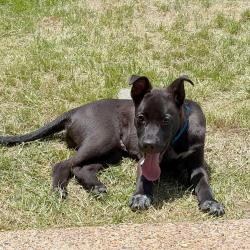 Shelter Stray Male Dog last seen , Memphis, TN 38133