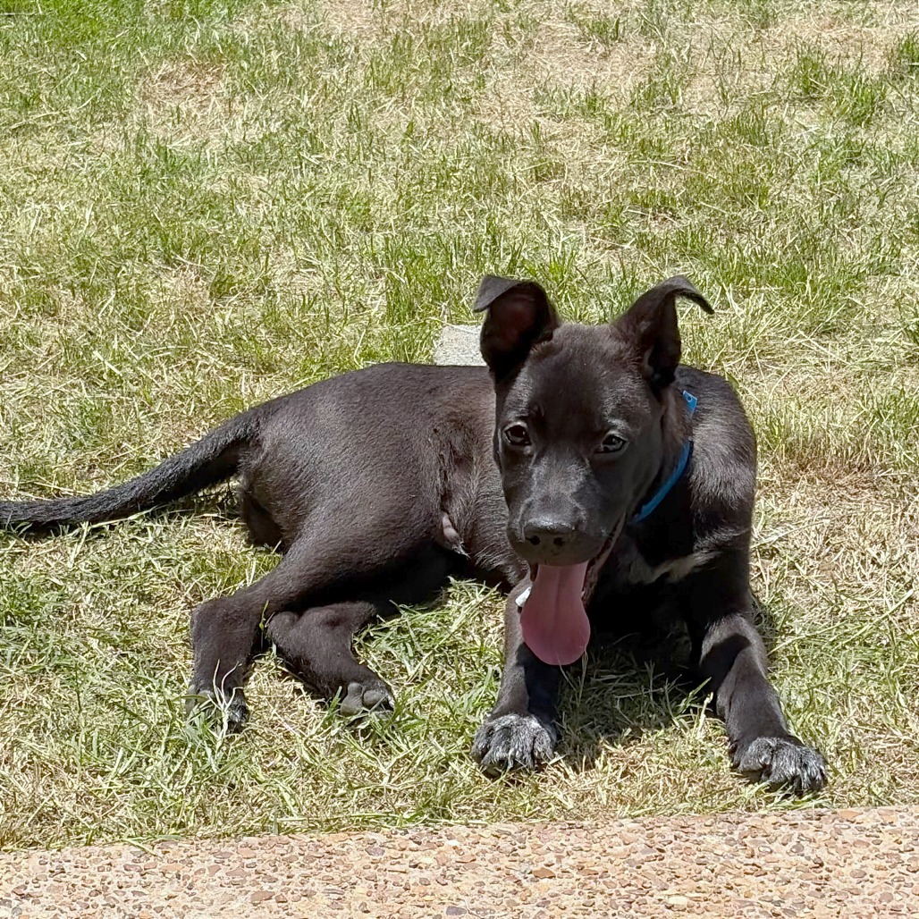 Shelter Stray Male Dog last seen , Memphis, TN 38133