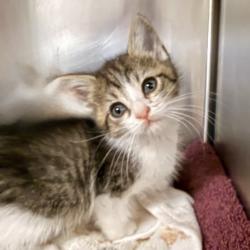 Shelter Stray Female Cat last seen , Palm Springs, CA 92264