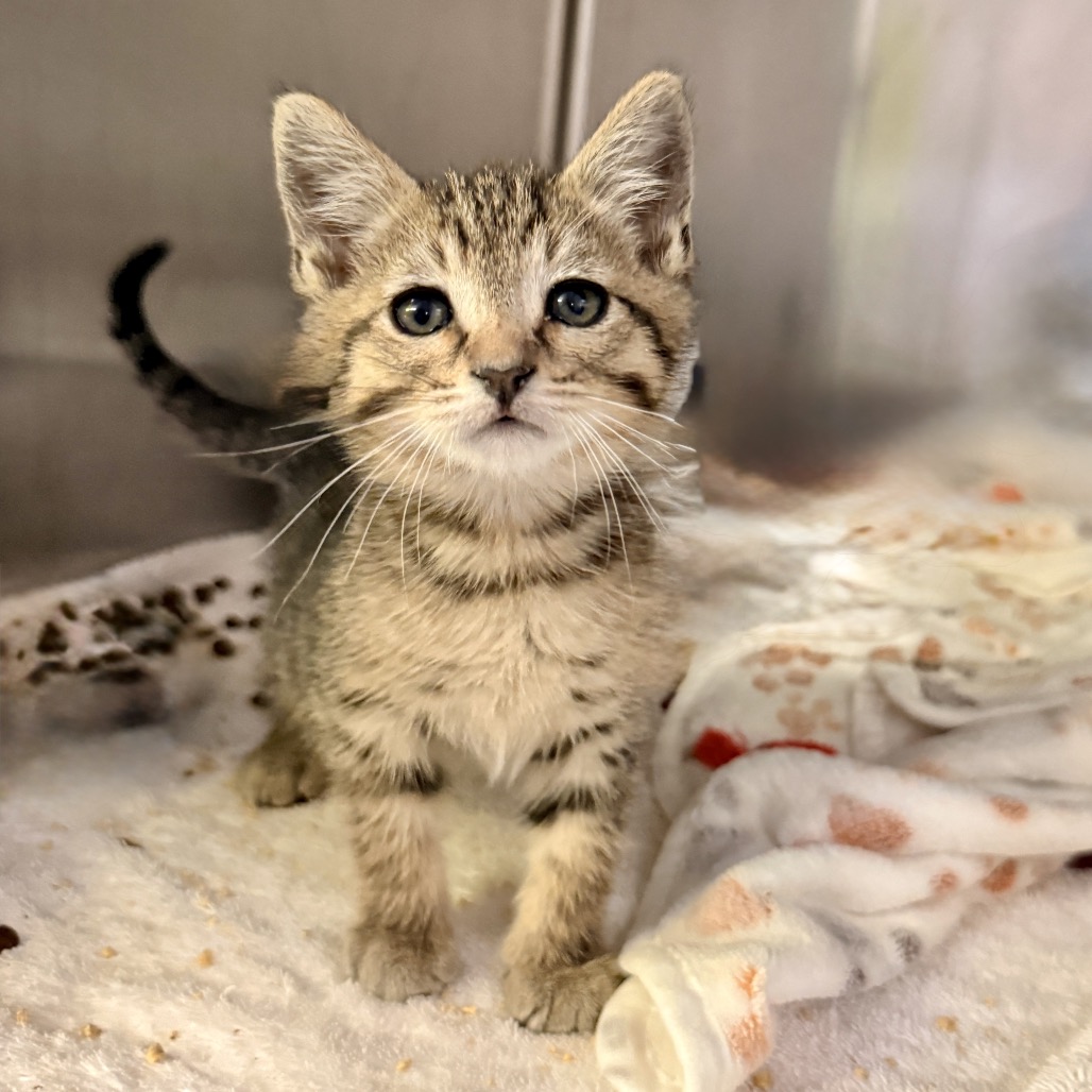 Shelter Stray Male Cat last seen , Palm Springs, CA 92264