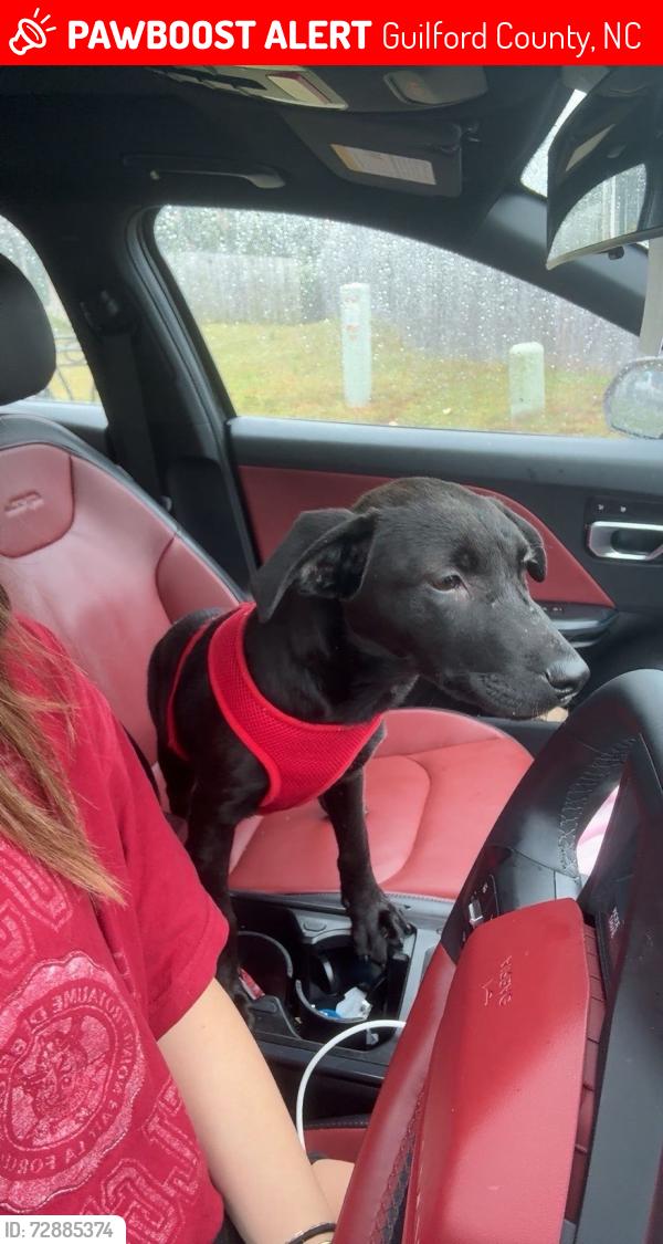 Lost Male Dog last seen Jamesford Dr, Guilford County, NC 27282
