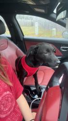Lost Male Dog last seen Jamesford Dr, Guilford County, NC 27282