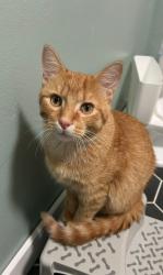 Lost Male Cat last seen Morrison lake rd / portland rd., Saranac, MI 48881