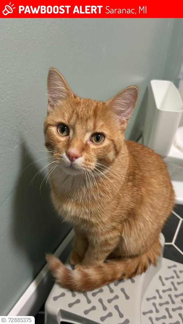 Lost Male Cat last seen Morrison lake rd / portland rd., Saranac, MI 48881