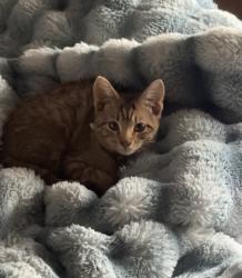 Lost Female Cat last seen US-91, near quail creek state park, Hurricane, UT 84737